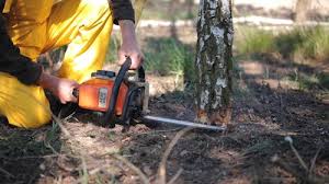 Best Fruit Tree Pruning  in Oak Hills, OR