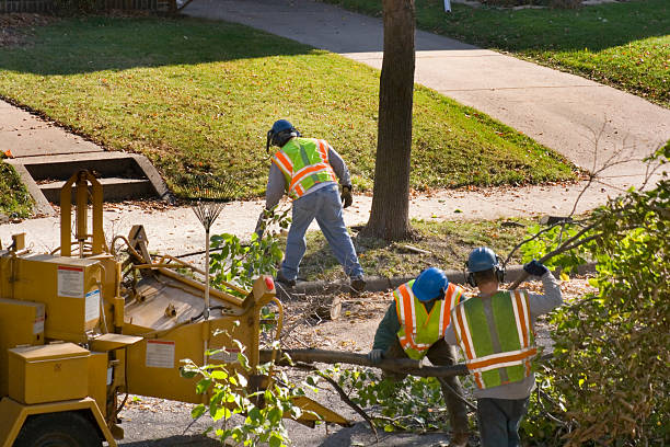 Trusted Oak Hills, OR Tree Removal Experts