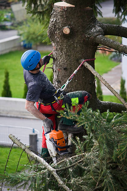 Best Lawn Grading and Leveling  in Oak Hills, OR