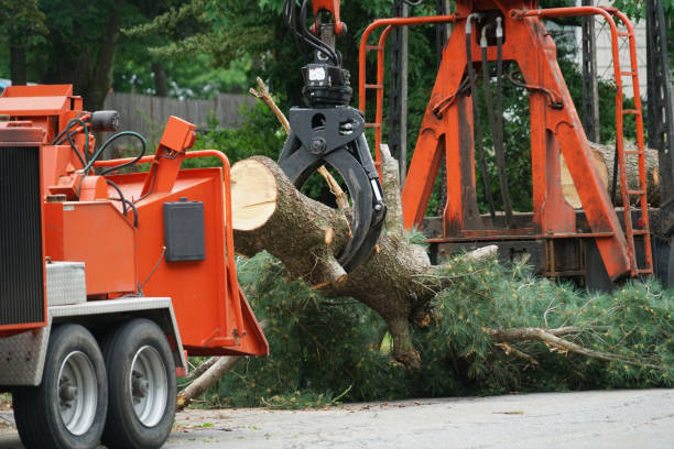 How Our Tree Care Process Works  in  Oak Hills, OR